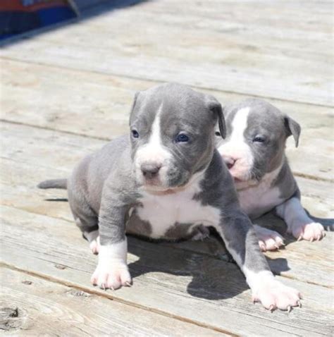 American Pit Bull Terrier Puppies For Sale Columbus Oh 227663