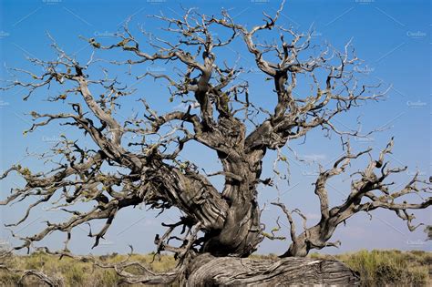 Gnarled Tree ~ Nature Photos ~ Creative Market