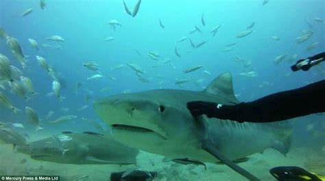 Meet The Shark Whisperers Incredible Footage Shows Fearless Divers