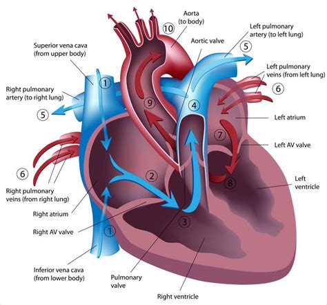 What Is Left Heart Catheterization With Pictures