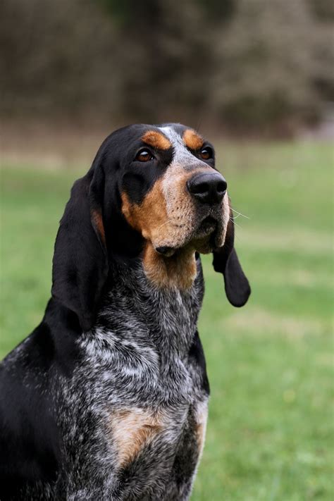 Pin On Blue Tick Coon Hound