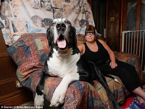 How A Tiny Terrier Turned Into This 15st Great Dane Daily Mail Online