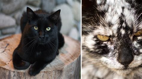 7 Years After He Adopts A Normal Black Cat It Transforms