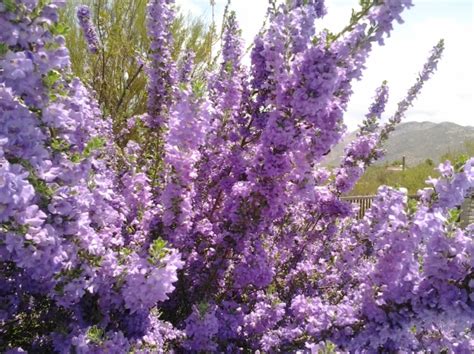 The Texas Ranger Sage Shrub Bushes With Purple Or White Flowers Tjs