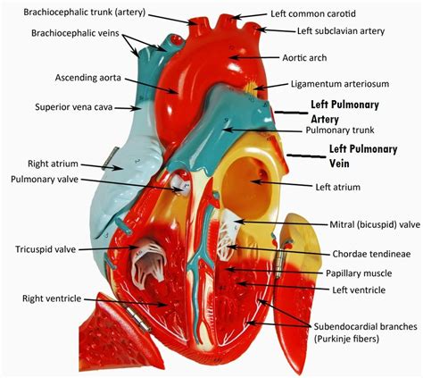 Open Heart Model Human Heart Anatomy Heart Anatomy Heart Model