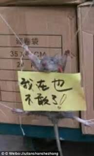 Man Beats Up Rat After Catching It Stealing Rice In China Daily Mail