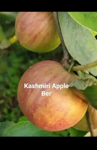 Apple Ber Plant At Rs 30piece ऐप्पल बेर प्लांट In Kolkata Id 23465634097