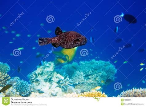 Indian Ocean Fishes In Corals Maldives Stock Image