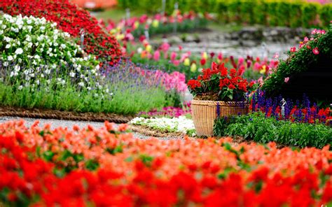 Hd Flowers Garden Colorful Flowers Spring Image 25951