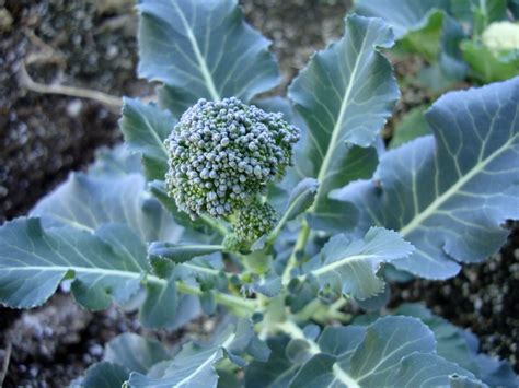 Broccoli Baby Magic Garden Nursery And Landscape