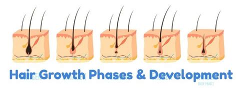 The Different Stages Of Hair Follicular Development