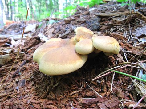 North Ga Id Gymnopilus Mushroom Hunting And Identification