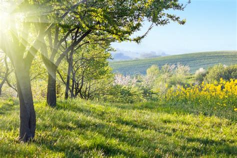 Sunny Countryside Landscape At The Morning Stock Photo Image 60062905