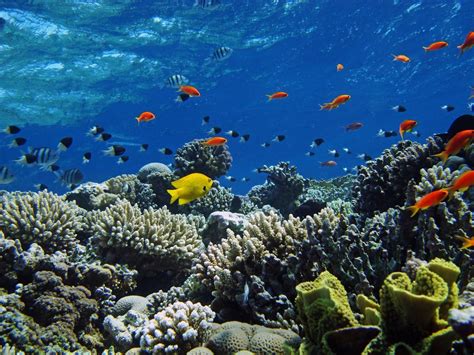 You can explore in this category and download free ocean background photos. Colorful fish swimming under the sea water wallpaper for ...