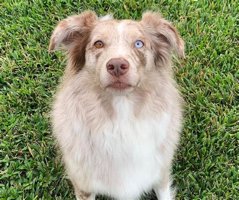 australian shepherd breed info guide facts and pictures bark
