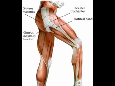 Diagram representing the posterior view of the insertion points of the quadriceps muscles and the origins of the leg muscles. Printable Muscle Diagram Hip Muscle Anatomy Support ...