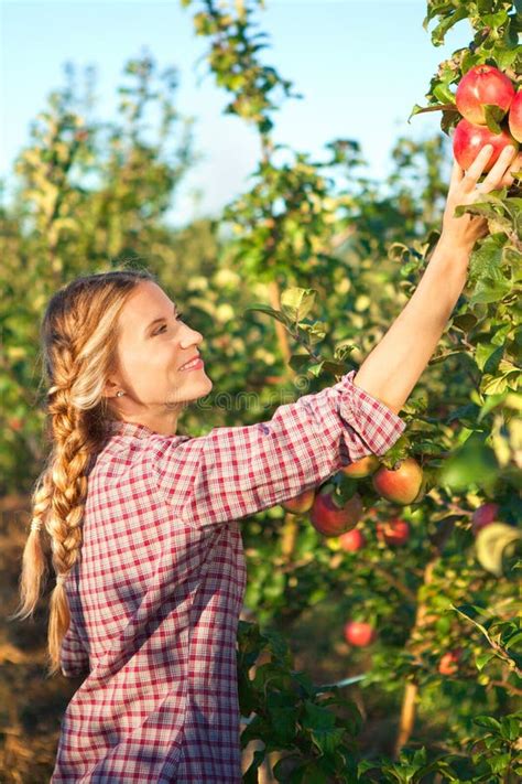 Young Woman Picking Apples From Apple Tree On A Lovely Sunny Sum Stock