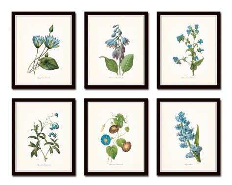 Blue Botanical Print Set No 2 Redoute Botanicals Giclee