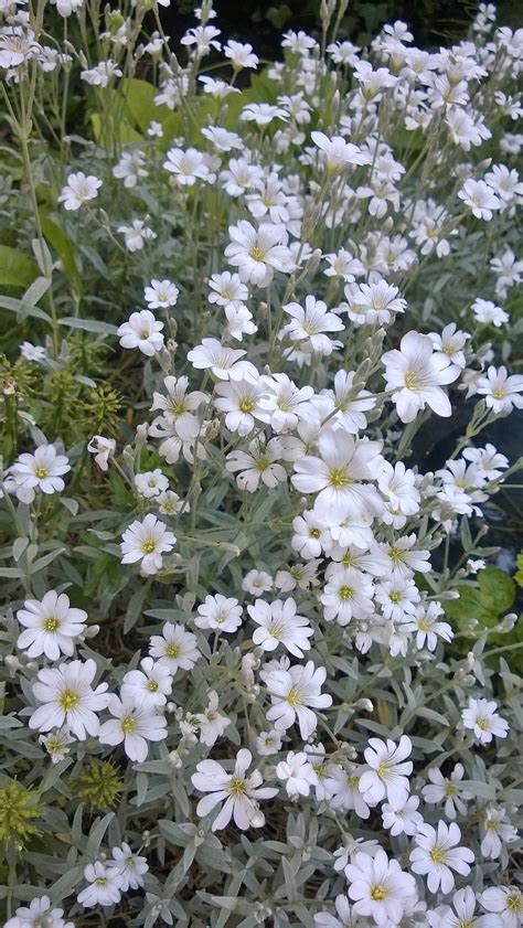 Cerastium Tomentosum Hoornbloem Karvane Kadakkaer Gardening