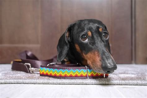 Should You Use A Harness Or A Collar For Your Dachshund Dachshund
