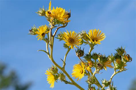 Compass Plant Care And Growing Guide