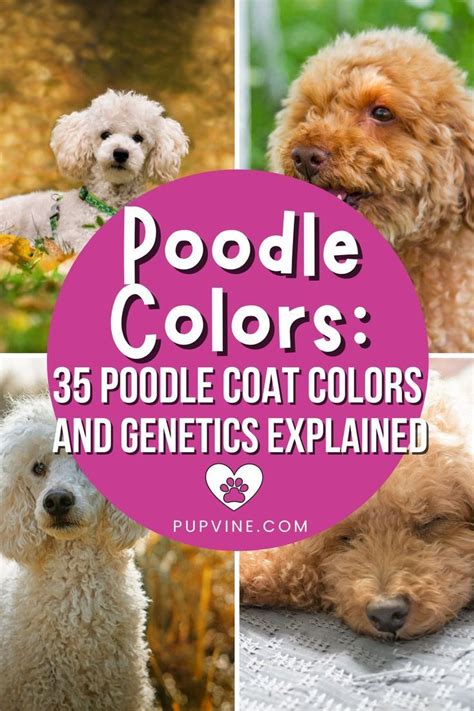 Poodle Colors 35 Poodle Coat Colors And Genetics Explained Artofit