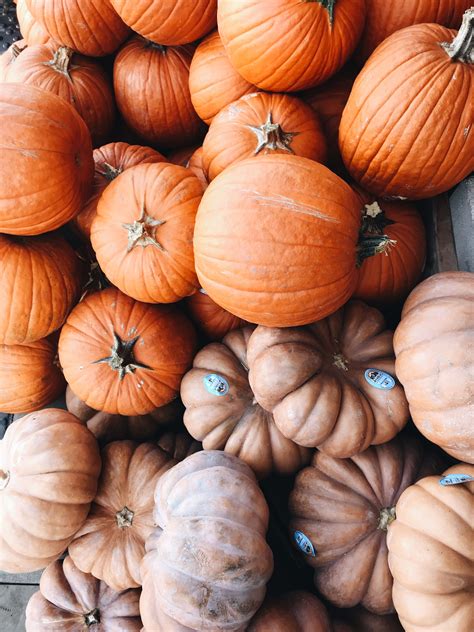 Pin By Madison Beebe On Photography Autumn Aesthetic Pumpkin Vegetables