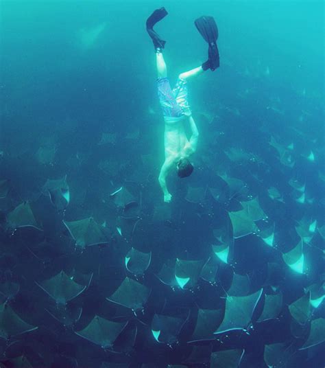 Photographs Show A Mass Migration Of Rays In The Gulf Of Mexico