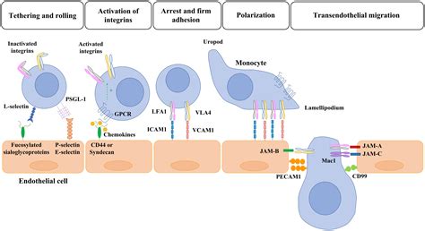 Frontiers Monocyte Endothelial Cell Interactions In Vascular And