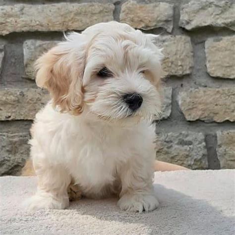 15 Amazing Facts About Havanese Dogs You Probably Never Knew