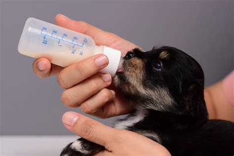The Best Puppy Feeding Bottles Dogtime
