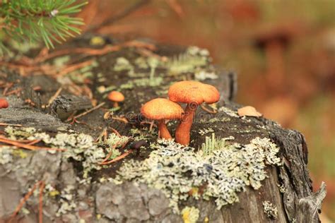 Mushrooms On A Stump Stock Photo Image Of Flora Environment 101193442