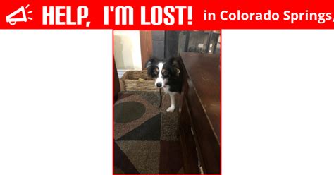 This group was created to help reunite lost and found pets in colorado springs, co and. Lost Dog (Colorado Springs, Colorado) - Hannah