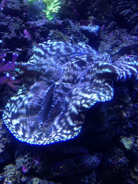 Purple Sea Creatures Beautiful Sea Creatures Sea Creatures Ocean