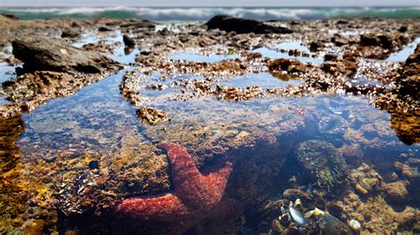 The Best Tide Pools To Explore In The United States