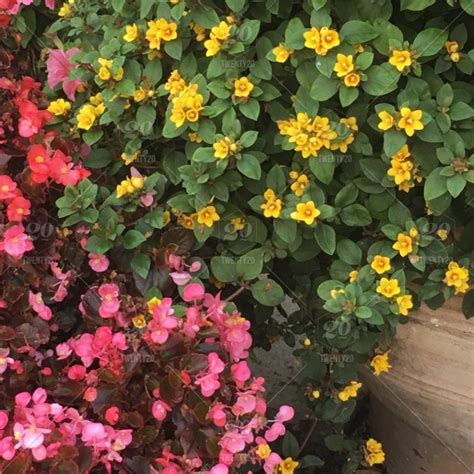 Winter Flowering Plants For Central Florida Best Flower Site
