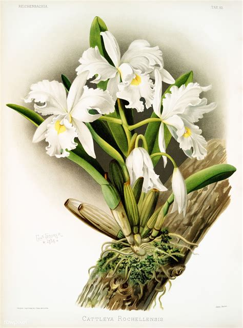 Cattleya Rochellensis From Reichenbachia Orchids Illustrated By Frederick Sander