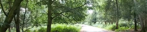 The Eagle Oak & Bolderwood Ornamental Drive – KnowNewForest