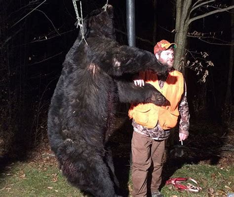 How Many Bears Did Pennsylvania Hunters Kill In The 2016 Rifle Hunting