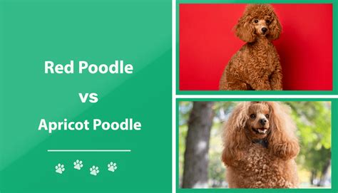 Red Vs Apricot Poodle Whats The Difference With Pictures Pet