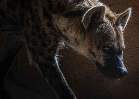 Ancient Genetic Introgression Between Cave Hyenas And Spotted Hyenas