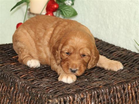 We are one of the top recommended breeders in illinois for australian labradoodles, labradoodles and goldendoodles! Clover | F1B Mini Goldendoodle Puppy | Central Illinois ...