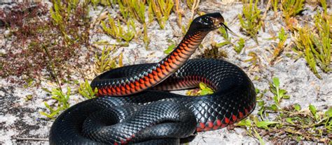 The Red Bellied Black Snake Critter Science