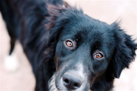 How A Dogs Carnassial Tooth May Cause Swelling Under The Eye Pethelpful