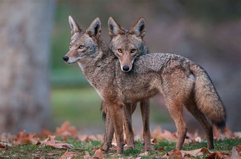 How The Most Hated Animal In America Outwitted Us All Coyote Animal