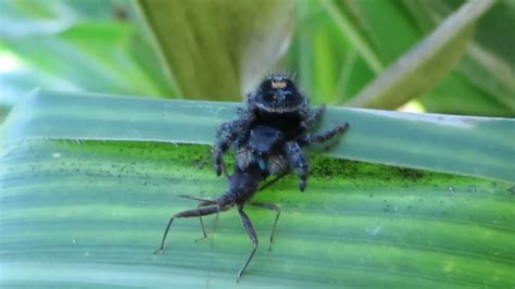 Jumping Spider Eating Assassin Bug Youtube