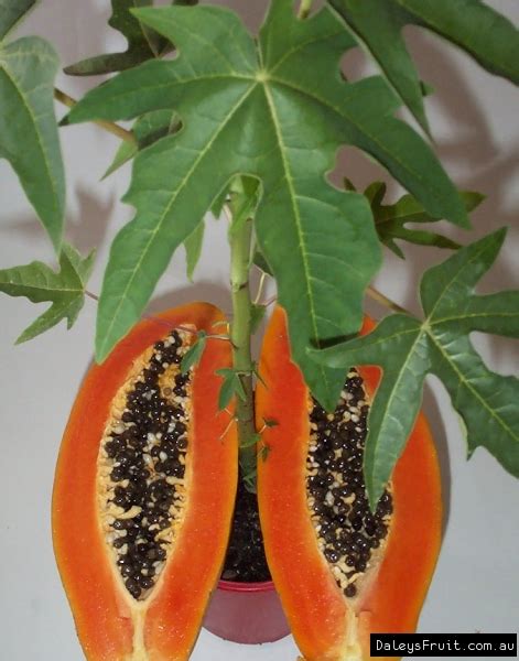 Fruit Papaya Tree Fruit Trees