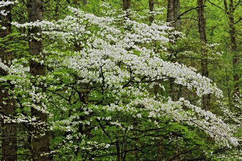 Flowering Dogwood Tree In Forest Cornus Florida Great Smoky Mountains