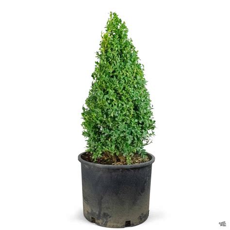 English Boxwood Cone Topiary — Green Acres Nursery And Supply
