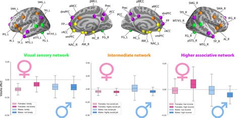 10000 Social Brains Sex Differentiation In Human Brain Anatomy